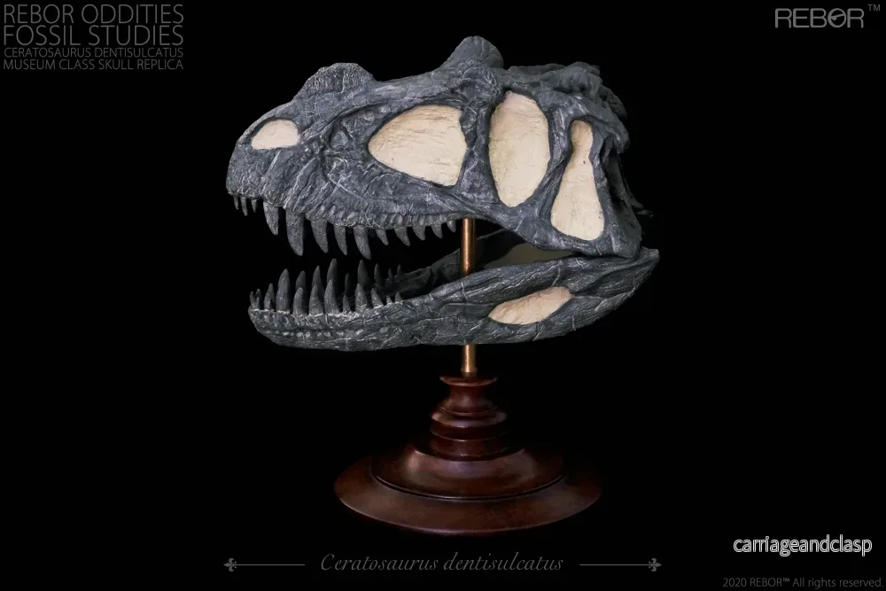 REBOR Oddities Fossil Studies Ceratosaurus Dentisulcatus Museum Class Skull Replica