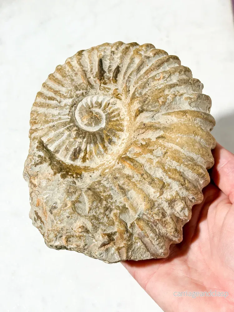 Stor ammonitfossil (nr 4) - Bild 3