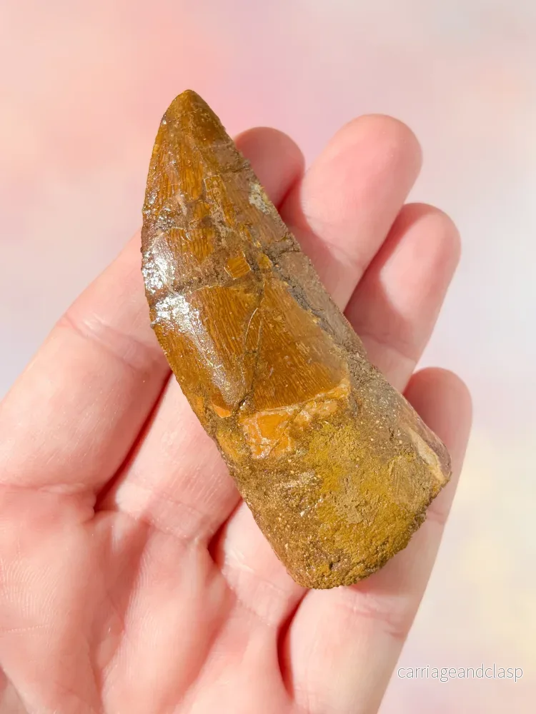 Stor Carcharodontosaurus tandfossil (nr 2) - Bild 2