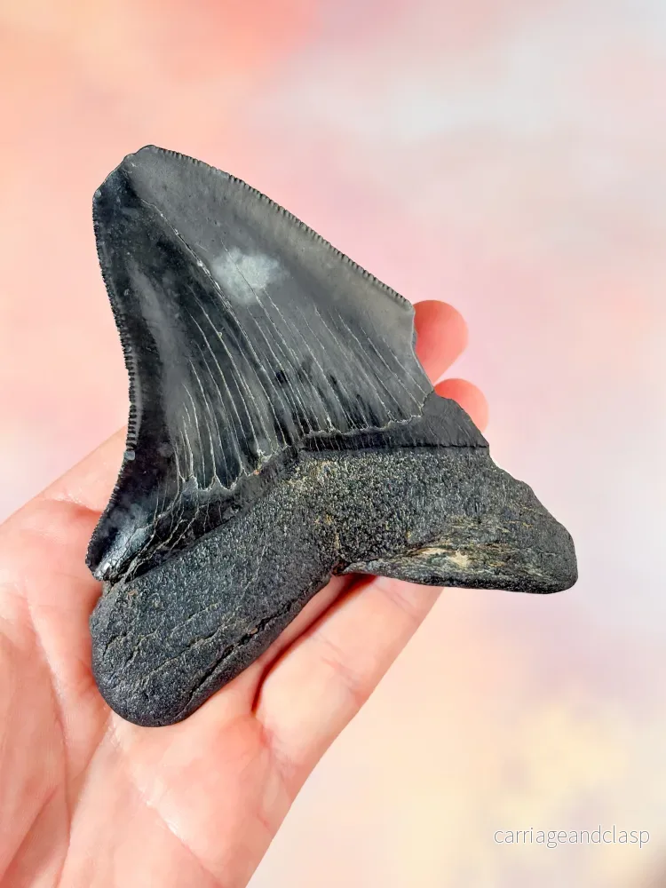 Megalodon-tandfossil (nr 3) - Bild 3
