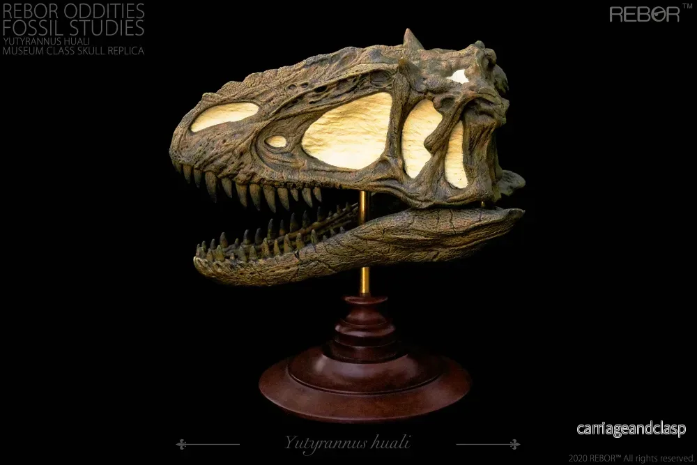 REBOR Oddities Fossil Studies Yutyrannus huali Museum Class Skull Replica