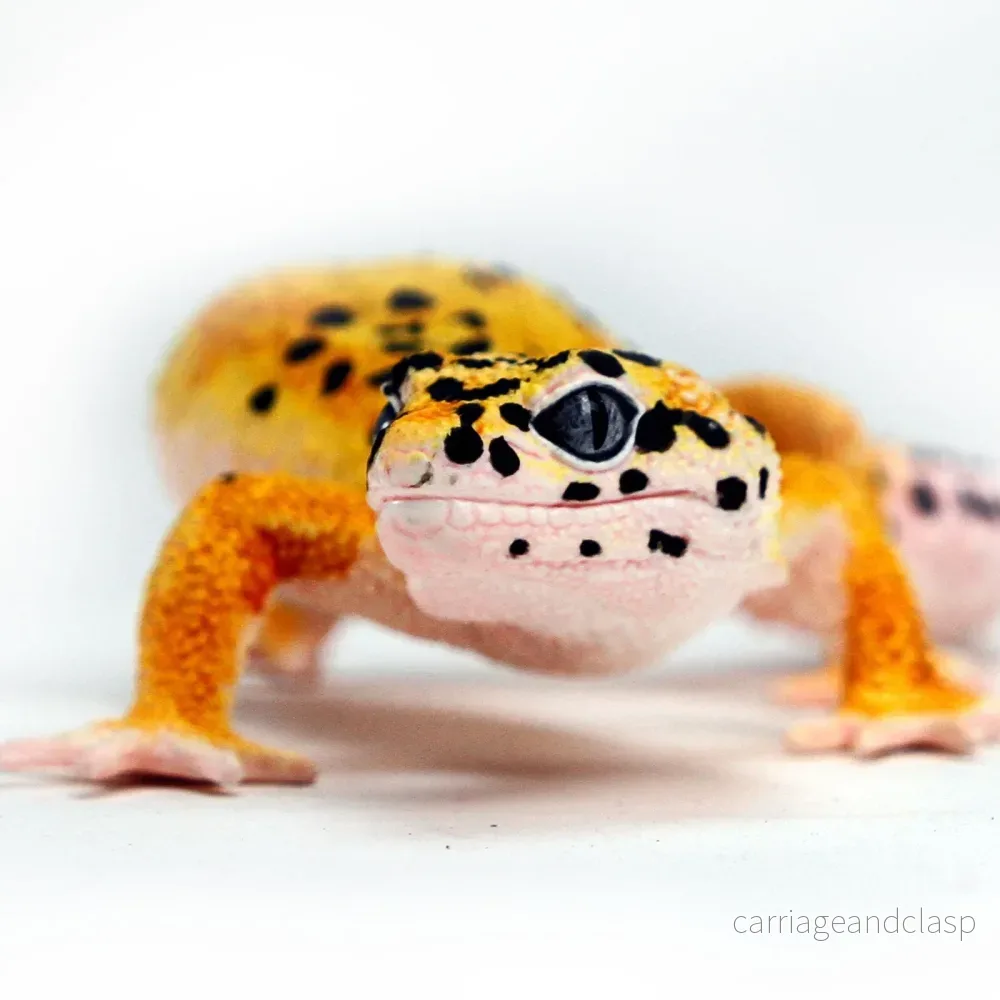 Safari Ltd - Leopardgecko - Bild 2
