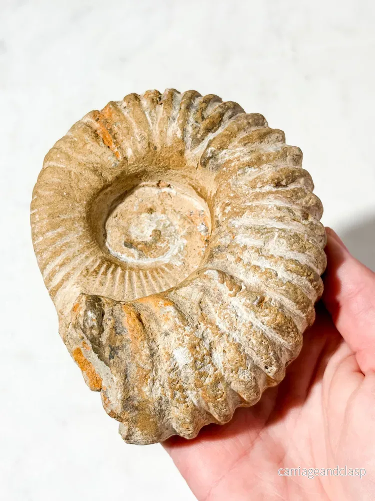 Stor ammonitfossil (nr 6) - Bild 3