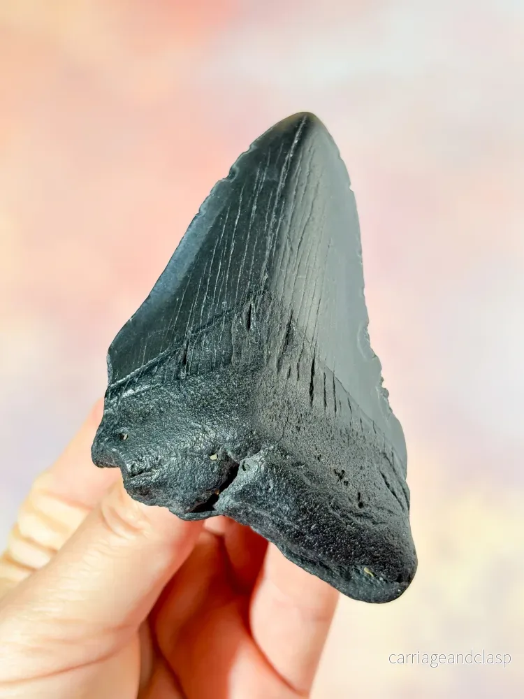 Megalodon-tandsfossil (nr 6) Megalodon-tandsfossil (nr 6)