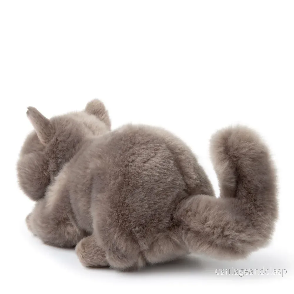 B.T. Chaps - Freddy the British Shorthair in giftbox - Bild 3