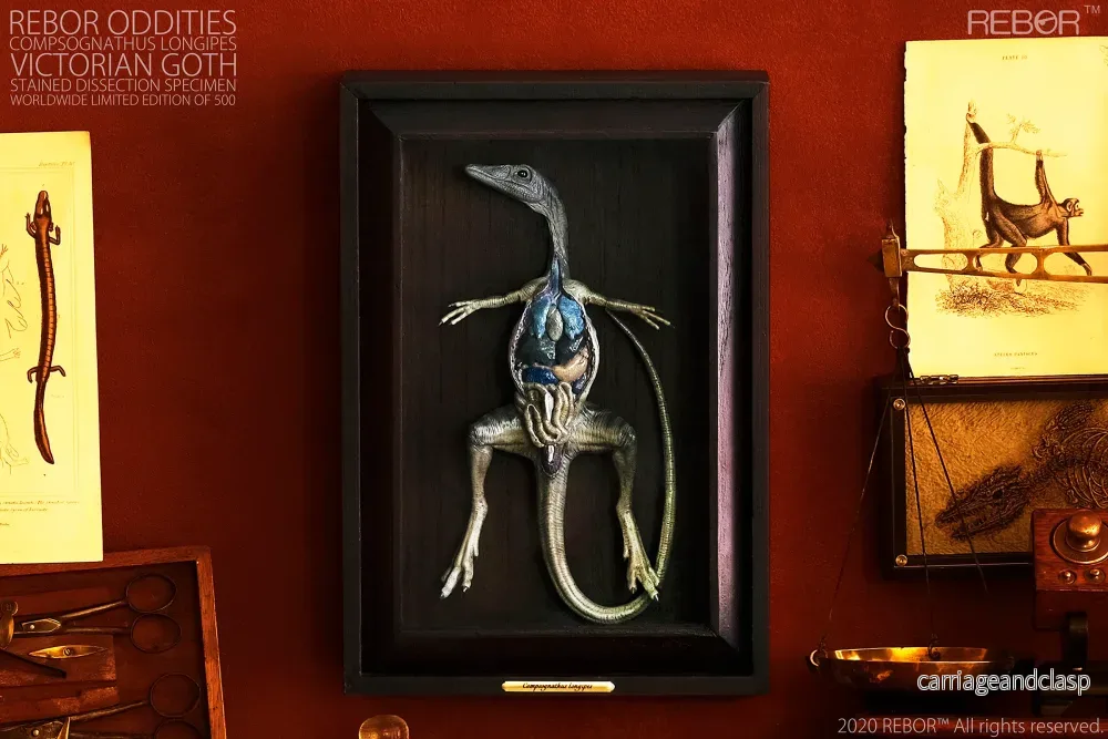 REBOR Oddities Compsognathus longipes Victorian Goth Stained Dissection Specimen Worldwide Limited Edition of 500