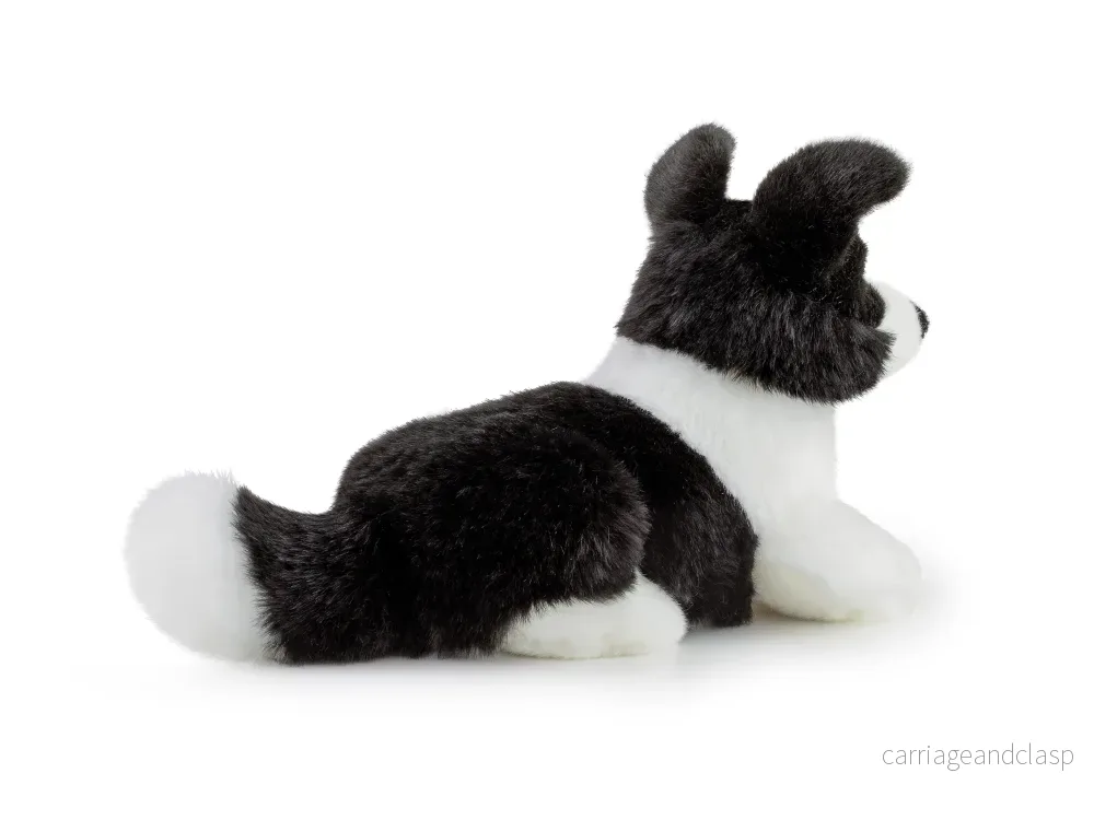 Trudi - Border Collie Scott, S - Bild 3