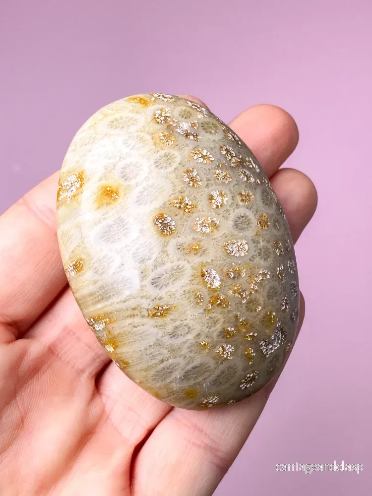 Korallrotfossil palmsten (nr 1) - Bild 2