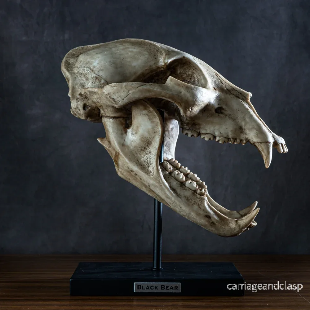 Skull Collectibles - Svartbjörn Skalle