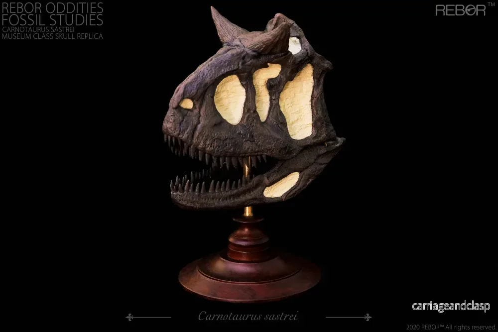 REBOR Oddities Fossil Studies Carnotaurus Sastrei Museum Class Skull Replica - Bild 2