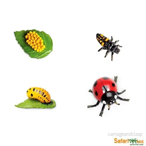 Safari Ltd - Livscykel av en nyckelpiga - Safariology® - Bild 2
