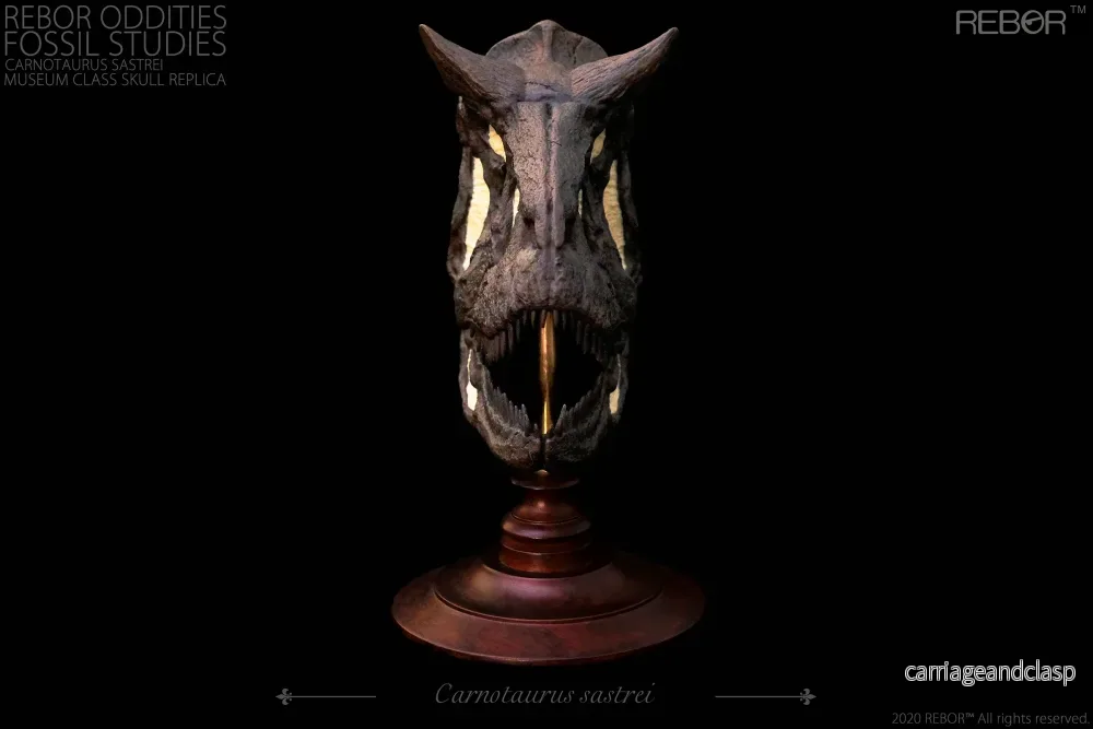 REBOR Oddities Fossil Studies Carnotaurus Sastrei Museum Class Skull Replica - Bild 3