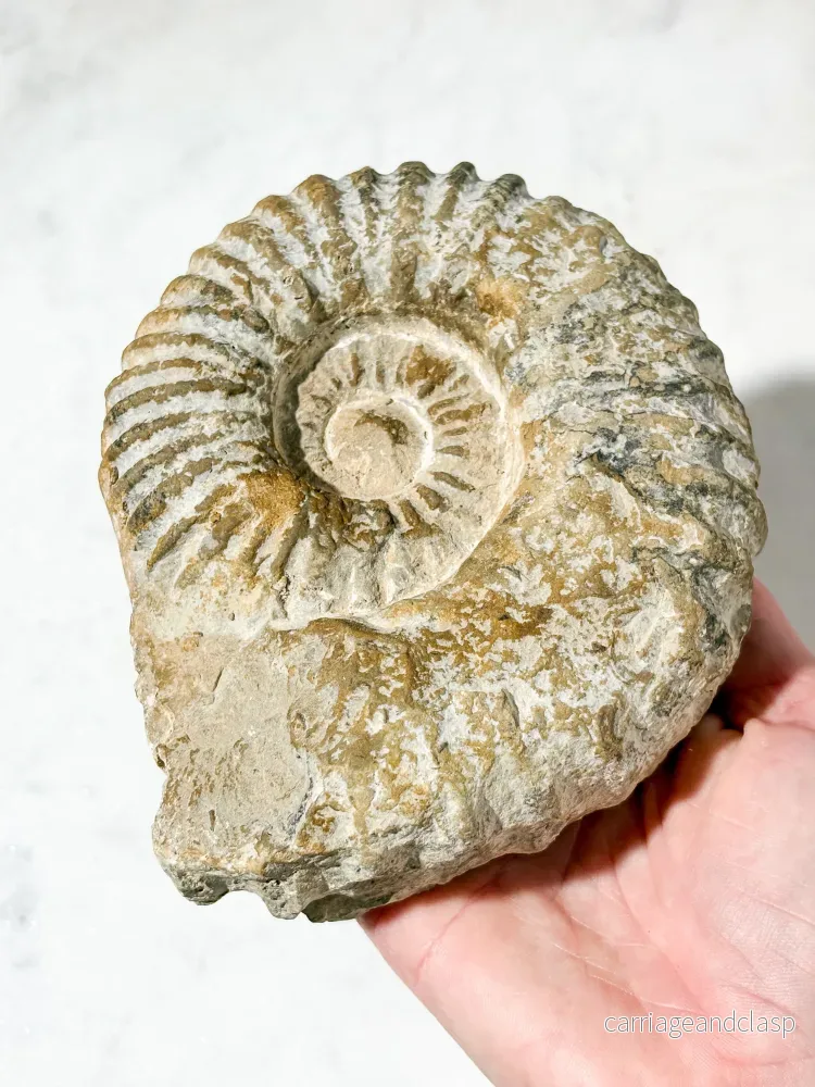 Stor ammonitfossil (nr 5) - Bild 3