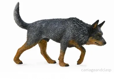 Australian cattledog Australian cattledog