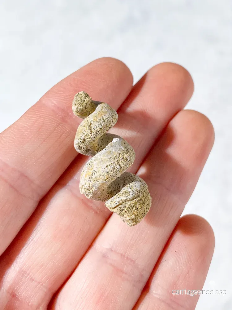 Turritella fossil (nr 9) - Bild 2