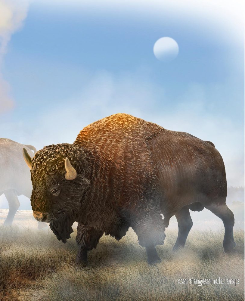 CollectA - Amerikansk Bison - Bild 2