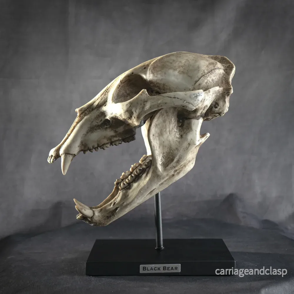 Skull Collectibles - Svartbjörn Skalle - Bild 2