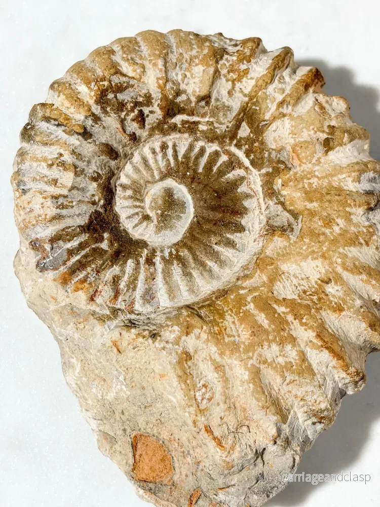 Stor Ammonitfossil (Nr. 3) - Bild 2