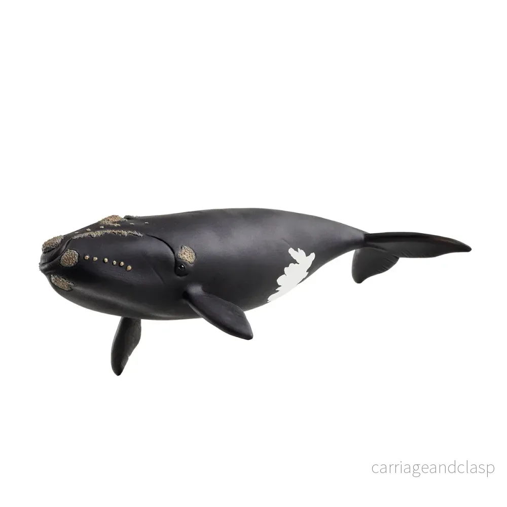 Schleich - Stillahavsnordkapare