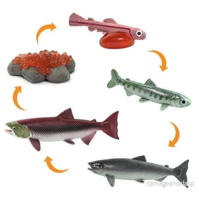 Safari Ltd - Livscykel av en lax - Safariology® - Bild 2