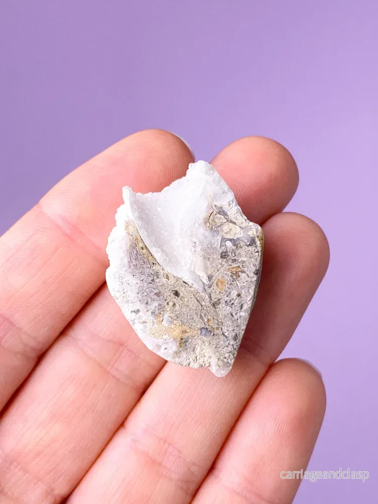 Druzy Conch-fossil (nr 23) - Bild 3