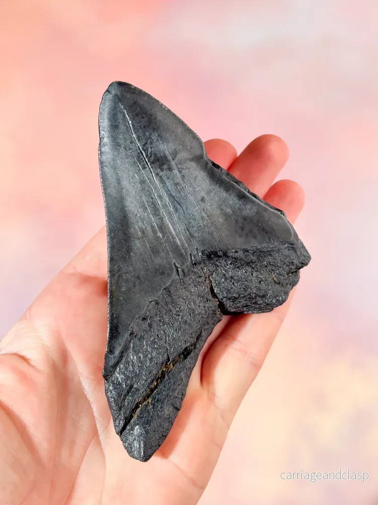 Megalodon-tandfossil (nr. 4) - Bild 3