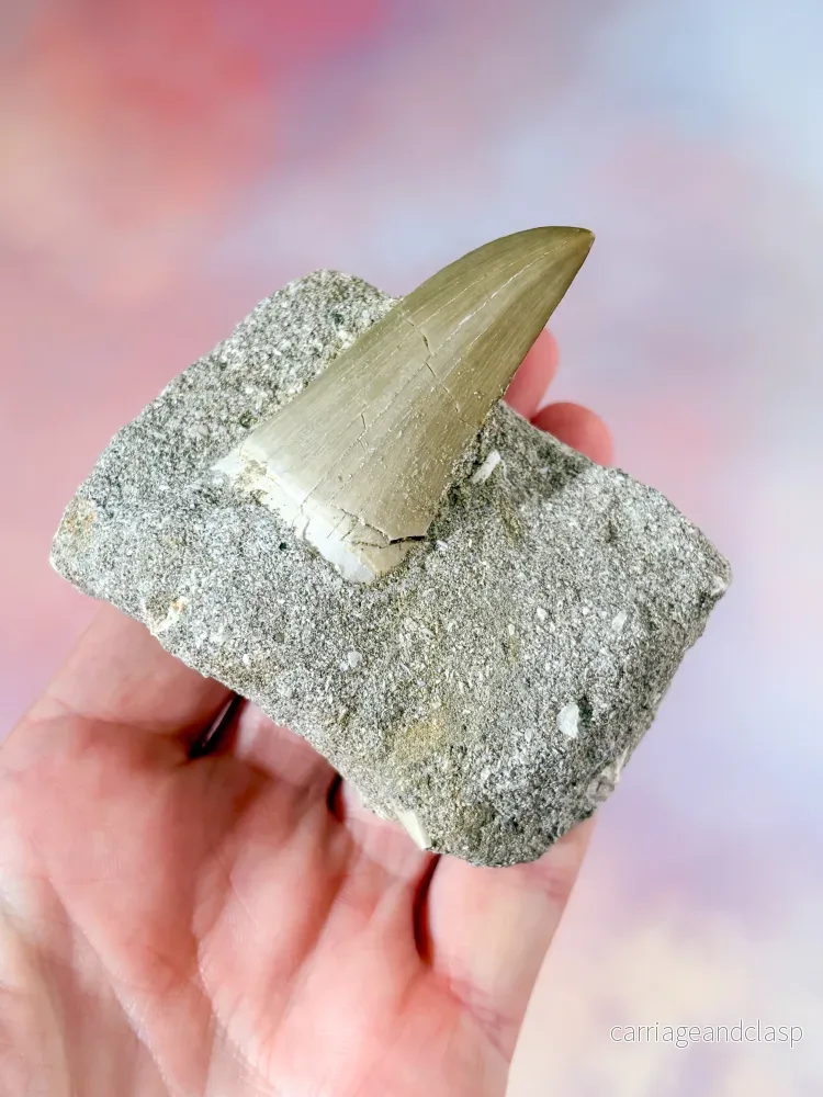 Mosasaurus-tand i sten - Fossil (Nr. 3) - Bild 2