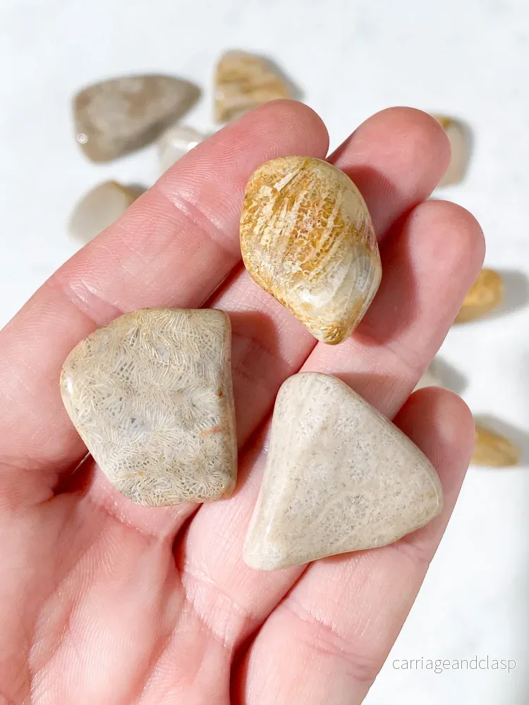 Korallrotfossil polerad - Bild 2