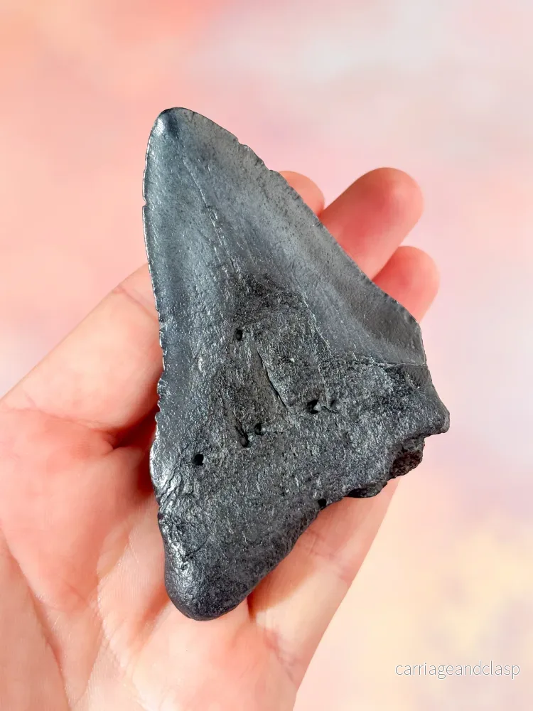 Megalodon-tandsfossil (nr 6) - Bild 3
