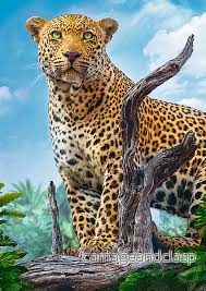 Premium Quality – Vild leopard (500 bitar) - Bild 2