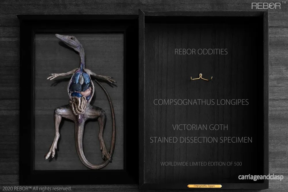 REBOR Oddities Compsognathus longipes Victorian Goth Stained Dissection Specimen Worldwide Limited Edition of 500 - Bild 2