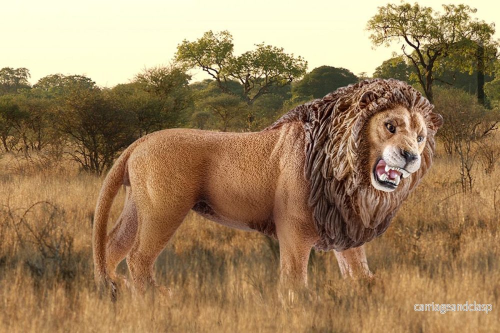 Schleich - Lejon, rytande - Bild 2