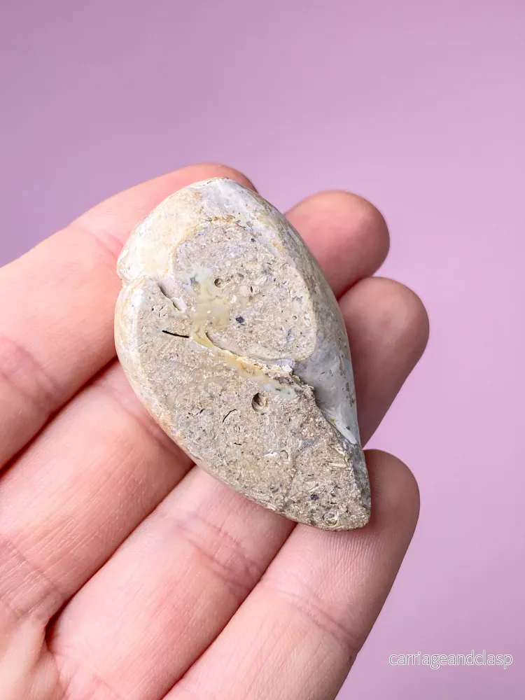 Druzy Conch-fossil (nr 27) - Bild 3
